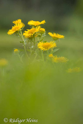 Inula britannica (Wiesen-Alant), 11.8.2023