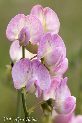 Lathyrus latifolius (Breitblättrige Platterbse)