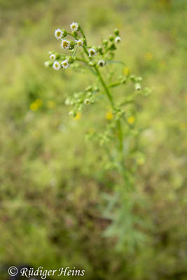 Conyza canadensis (Kanadisches Berufkraut)