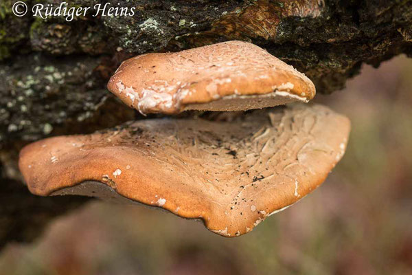 Fomitopsis betulina (Birkenporling), 12.1.2021