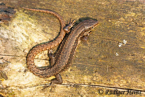 Zootoca vivipara (Waldeidechse)