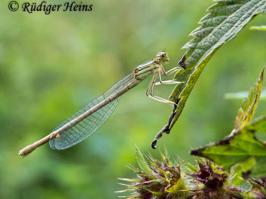 Platycnemis pennipes (Blaue Federlibelle) Weibchen, 14.8.2018
