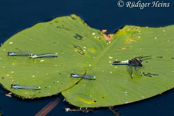 Leucorrhinia caudalis (Zierliche Moosjungfer) Männchen und Erythromma najas (Großes Granatauge), 14.6.2021 