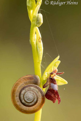 Ophrys insectifera (Fliegen-Ragwurz), 30.4.2024