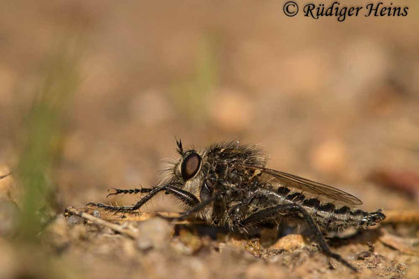 Dysmachus trigonus (Säbel-Raubfliege) Männchen