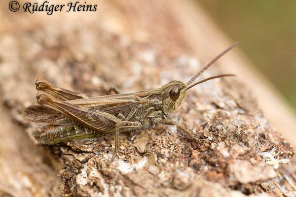 Chorthippus mollis (Verkannter Grashüpfer) Männchen, 20.9.2017