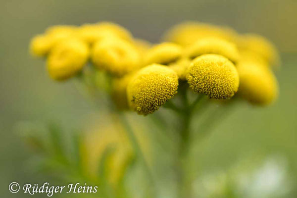 Tanacetum vulgare (Rainfarn), 8.8.2025