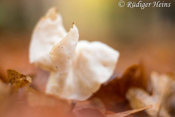 Helvella crispa (Herbst-Lorchel), 12.11.2023