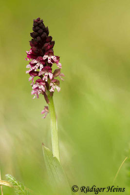 Neotinea ustulata (Brand-Knabenkraut), 3.5.2015