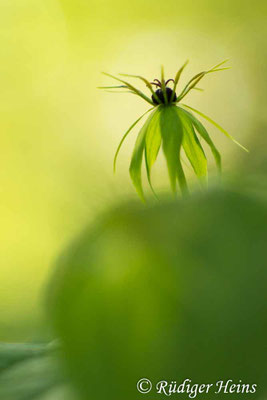 Paris quadrifolia (Vierblättrige Einbeere)