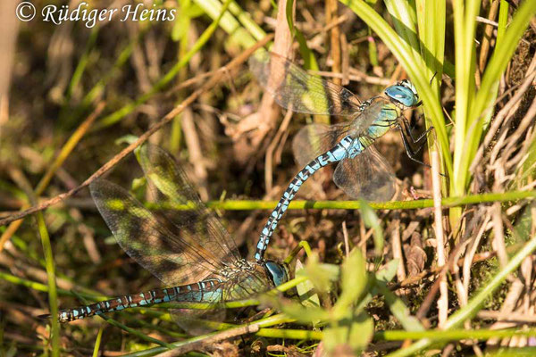 Aeshna affinis (Südliche Mosaikjungfer) Tandem, 11.8.2021