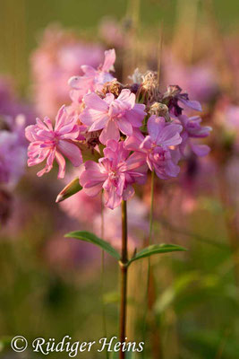 Saponaria officinalis (Echtes Seifenkraut), 22.7.2018