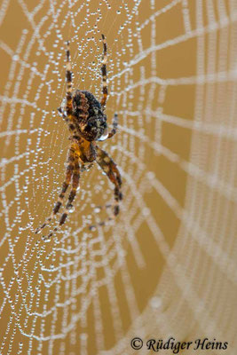 Araneus diadematus (Gartenkreuzspinne)