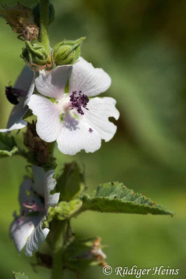 Althaea officinalis (Echter Eibisch), 21.7.2007