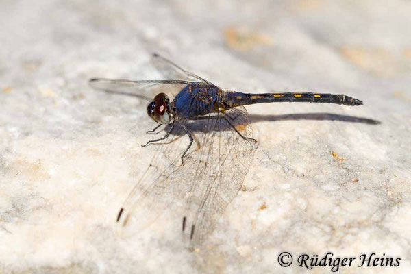 Trithemis festiva (Schwarzer Sonnenzeiger) Männchen