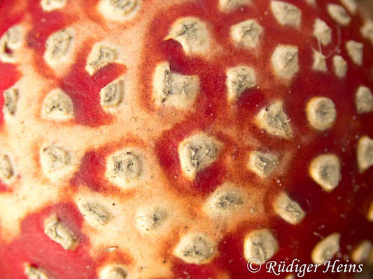 Amanita muscaria (Fliegenpilz), 14.10.2019