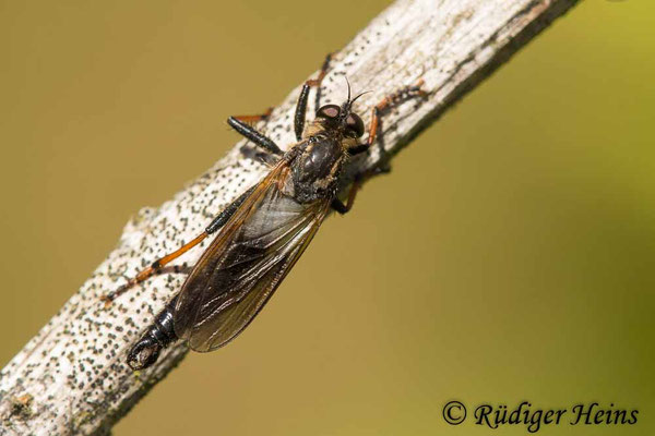 Pamponerus germanicus (Alabasterfliege) Männchen