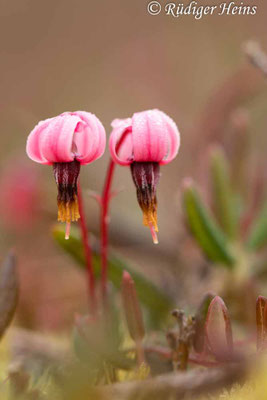 Vaccinium oxycoccos, Gewöhnliche Moosbeere