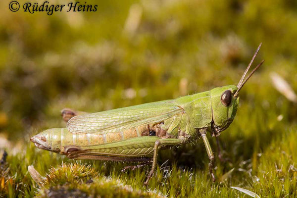 Chorthippus dorsatus (Wiesengrashüpfer) Weibchen, 24.8.2020