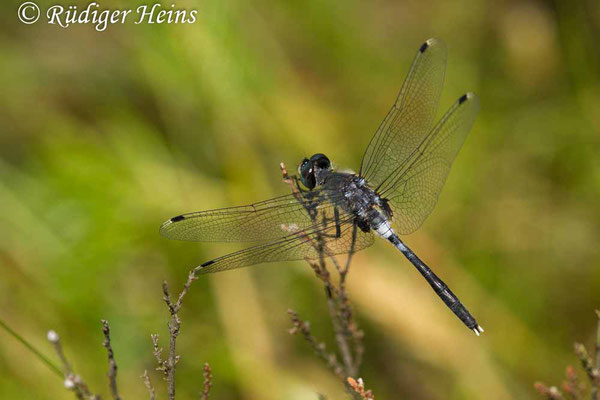 Leucorrhinia albifrons (Östliche Moosjungfer) Männchen, 7.6.2018