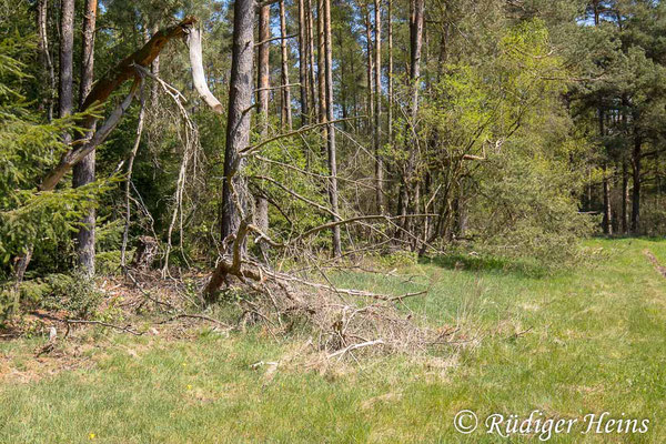 Lasiopogon cinctus (Gemeiner Grauwicht) Habitat in Niedersachsen, 28.4.2022