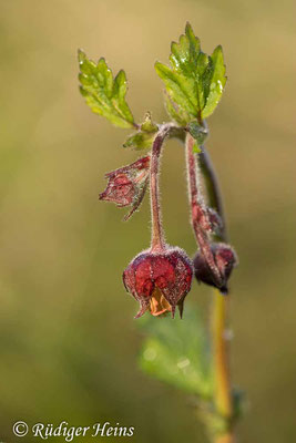 Geum rivale (Bach-Nelkenwurz), 21.5.2021