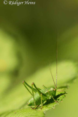 Leptophyes punctatissima (Punktierte Zartschrecke) männliche Larve