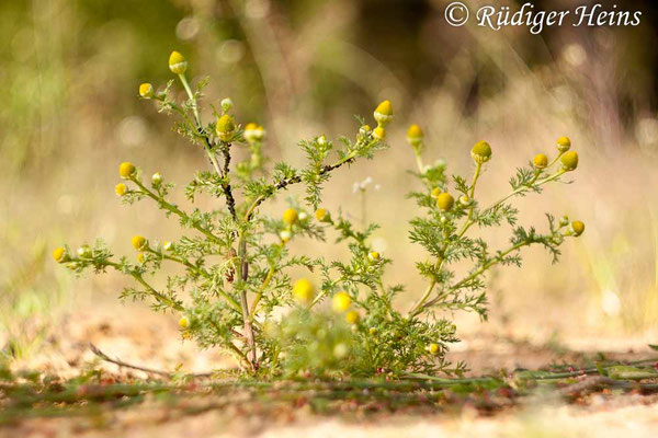 Matricaria discoidea (Strahlenlose Kamille)