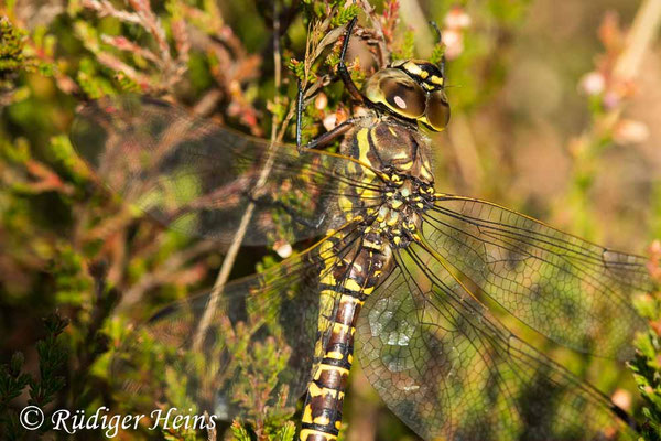 Aeshna juncea, Torf-Mosaikjungfer, Weibchen