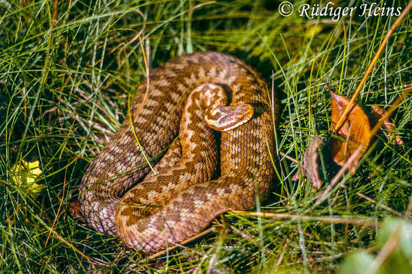 Vipera berus (Kreuzotter) Weibchen, 4.10.1987 (Scan vom Dia)