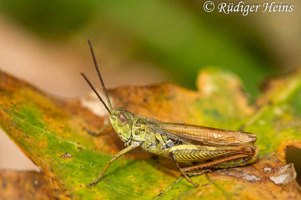 Chorthippus apricarius (Feldgrashüpfer) Männchen, 10.9.2017