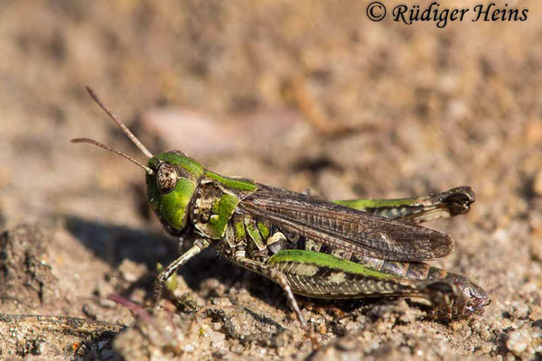 Myrmeleotettix maculatus (Gefleckte Keulenschrecke) Weibchen, 5.9.2017