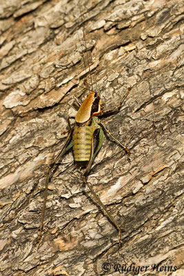 Eupholidoptera smyrnensis Männchen, 17.5.2015