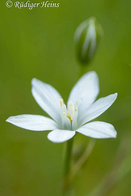 Ornithogalum umbellatum (Dolden-Milchstern), 12.5.2023