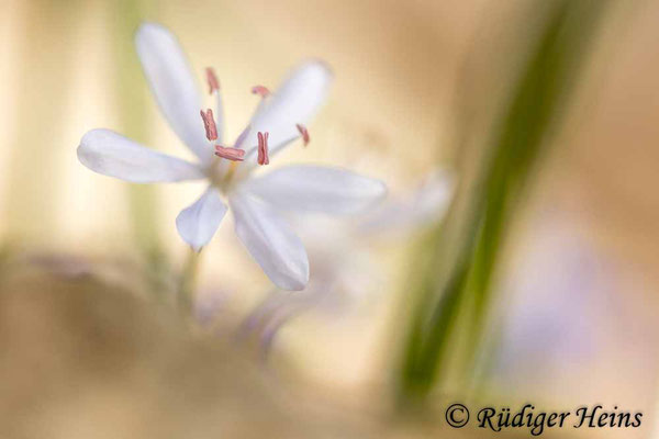 Scilla bifolia (Zweiblättrige Blaustern), 20.3.2025