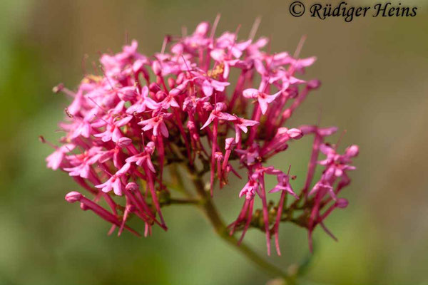 Centranthus ruber, Rote Spornblume