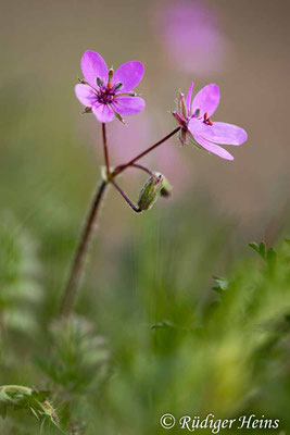 Erodium cicutarium (Gewöhnlicher Reiherschnabel), 10.5.2023