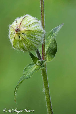 Silene latifolia (Weiße Lichtnelke), 12.9.2020 (Stack aus 15 Aufnahmen)