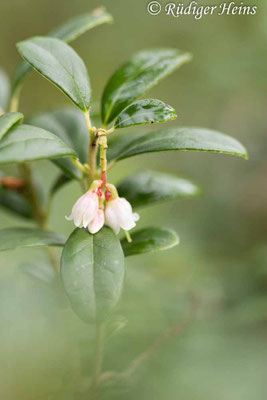 Preiselbeere (Vaccinium vitis-idaea) Blüte, 28.9.2022 - Makroobjektiv 100mm f/2,8