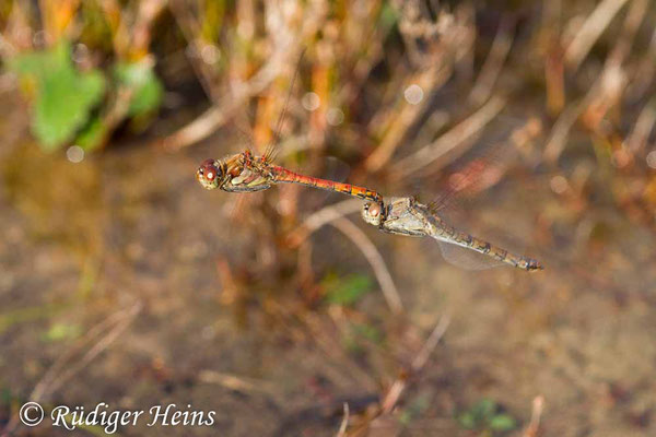 Sympetrum striolatum (Große Heidelibelle) Eiablage, 15.10.2019