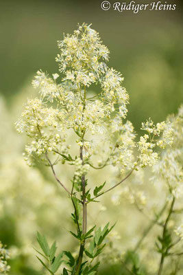 Thalictrum flavum (Gelbe Wiesenraute), 7.6.2024