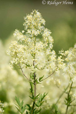 Thalictrum flavum (Gelbe Wiesenraute)