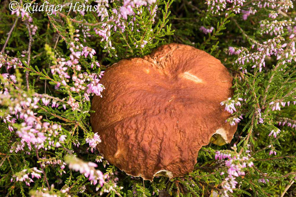 Boletus edulis (Steinpilz), 21.8.2021