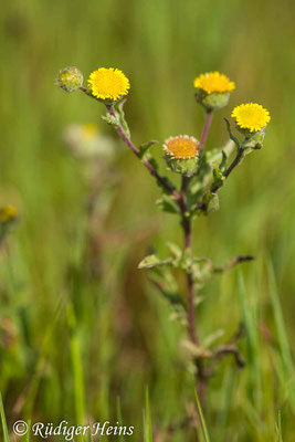 Pulicaria vulgaris (Kleines Flohkraut), 24.8.2016