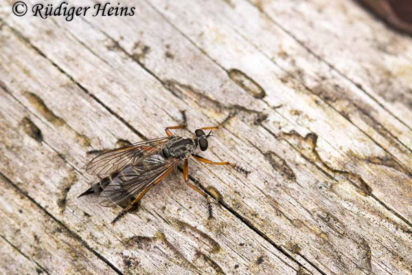 Neomochtherus pallipes (Striemen-Raubfliege) Weibchen, 21.8.2021