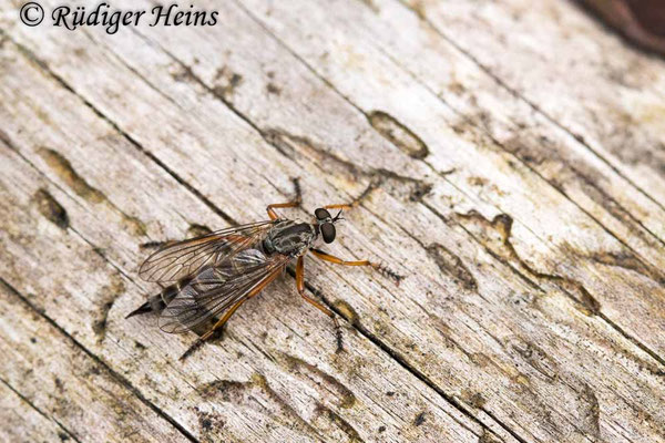 Neomochtherus pallipes (Striemen-Raubfliege) Weibchen