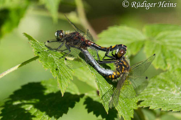 Leucorrhinia pectoralis (Große Moosjungfer) Paarung, 22.5.2018