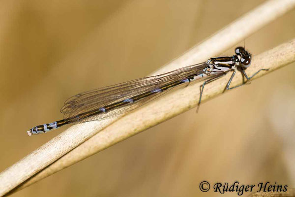 Coenagrion pulchellum (Fledermaus-Azurjungfer) junges Weibchen, 11.5.2017