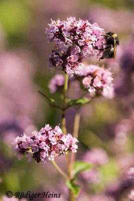 Origanum vulgare (Echter Dost), 11.7.2020