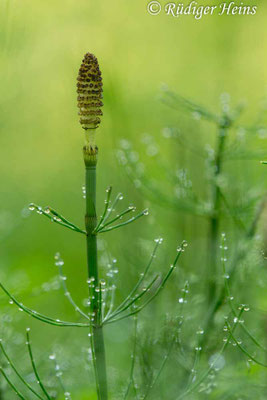 Equisetum fluviatile (Teich-Schachtelhalm), 11.6.2017